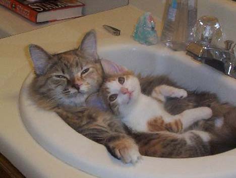Gatinhos Amigos